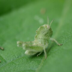 Ecphantus quadrilobus