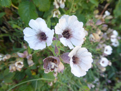 Microbotryum silenes-inflatae