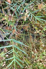 Fimbristylis argentea