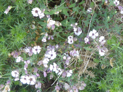 Microbotryum silenes-inflatae