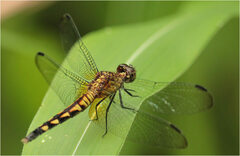 Erythrodiplax kimminsi