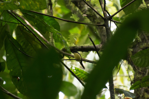 (c) Tomáš Hovorka, some rights reserved (CC BY-NC), uploaded by Tomáš Hovorka iNaturalist image