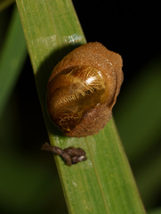 Helicarionidae