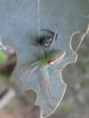 Araneus talipedatus