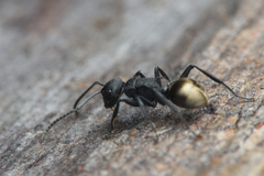 Polyrhachis erato