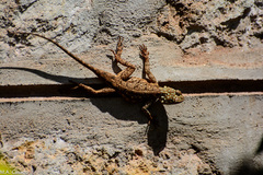Agama lionotus