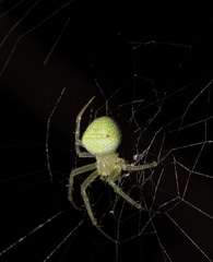 Araneus circulissparsus