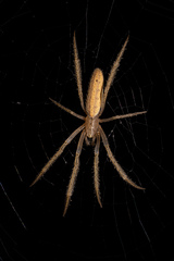 Larinia