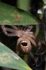 Neosparassus calligaster