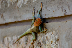 Agama lionotus