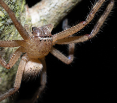 Neosparassus calligaster