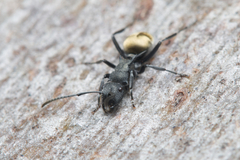 Polyrhachis erato