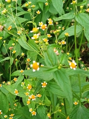 Galinsoga parviflora