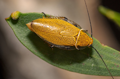 Ellipsidion humerale