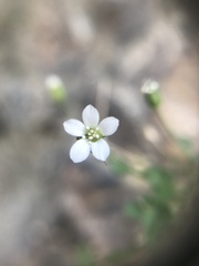Arenaria orbicularis