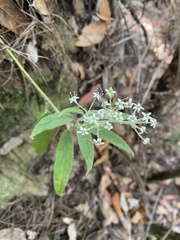 Astrotricha floccosa