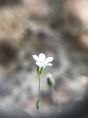Arenaria orbicularis