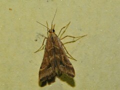Diasemia monostigma
