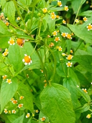 Galinsoga parviflora