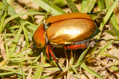 Anoplognathus viridiaeneus