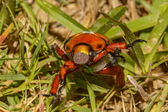 Anoplognathus viridiaeneus