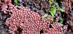 Arcyria stipata