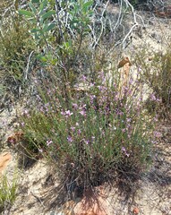 Heliophila juncea