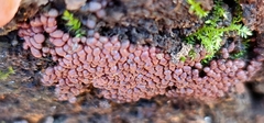 Arcyria stipata