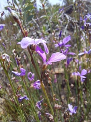 Heliophila juncea