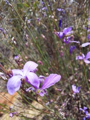 Heliophila juncea