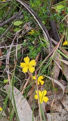 Hibbertia acicularis