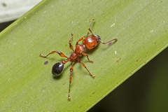 Podomyrma gratiosa