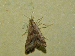 Diasemia monostigma