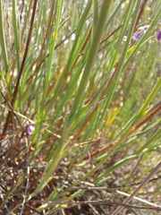 Heliophila juncea