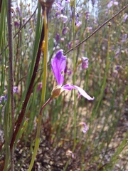 Heliophila juncea