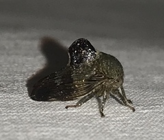 Telamona decorata