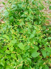 Galinsoga parviflora