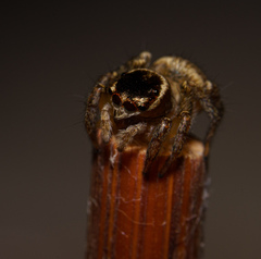 Maratus