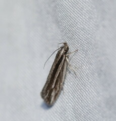 Leptosaces schistopa