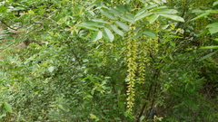 Pterocarya stenoptera