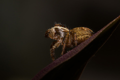 Maratus