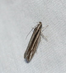 Leptosaces schistopa