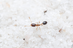 Monomorium floricola