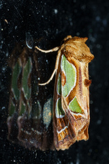 Cosmodes elegans
