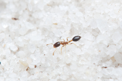 Monomorium floricola