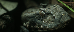 Acanthophis antarcticus