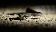 Acanthophis antarcticus