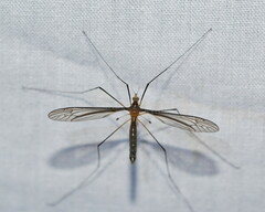 Leptotarsus