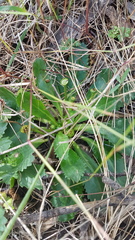Solenogyne dominii