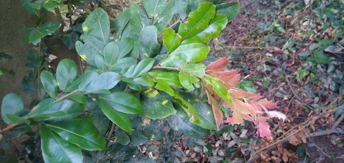 Aphanocalyx djumaensis